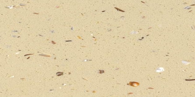 Q020贝壳石 SEA SHELL